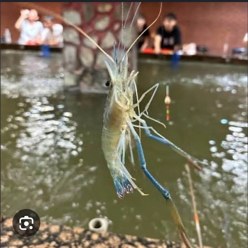 想吃蝦就自己釣囉。