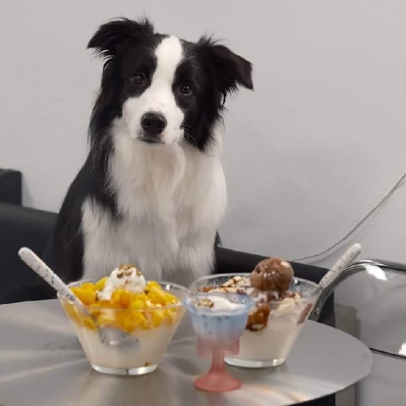 🍨🐶 滾滾冰店|下午茶不只吃冰,還要看狗