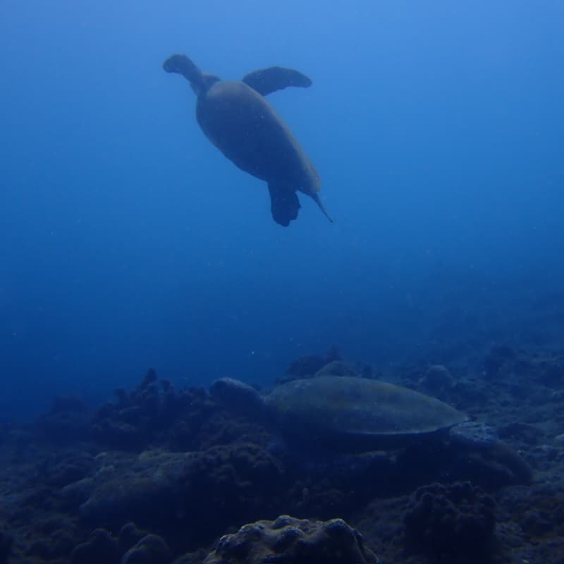 環島潛水-後壁湖墾丁