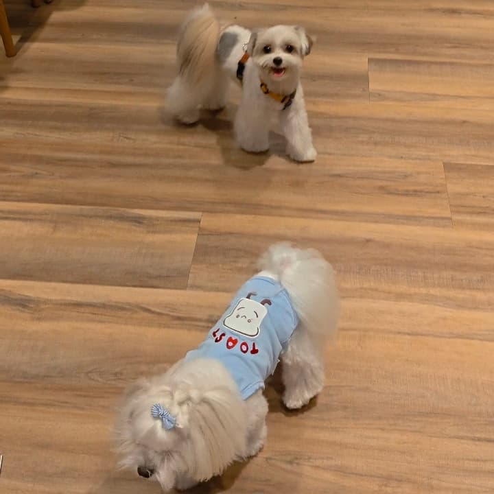 🐶喝一杯🥂角落星球🥂 #中秋節