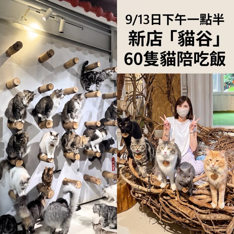 9/13日下午一點半新店「貓谷」60隻貓陪吃飯