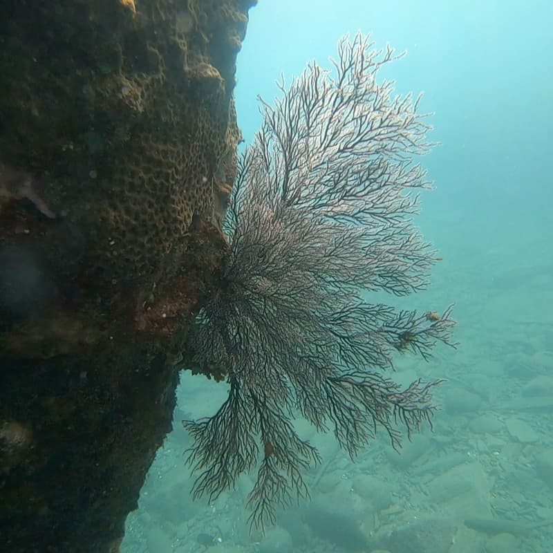 浮潛玩水看海扇