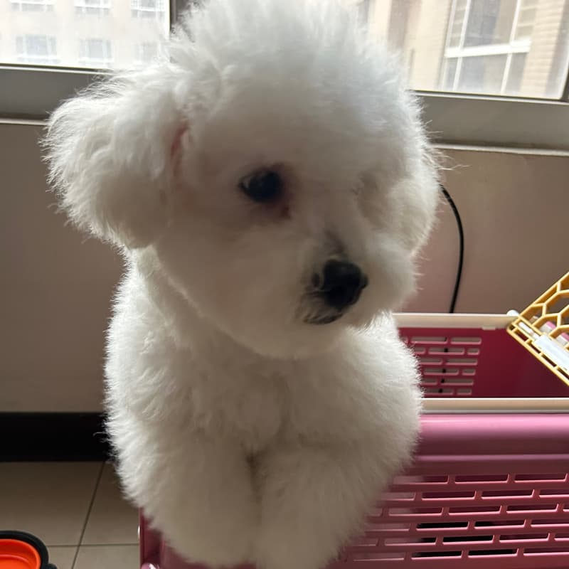 閃揪上山下海