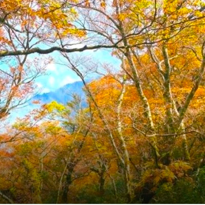 太平山山毛櫸步道1日遊