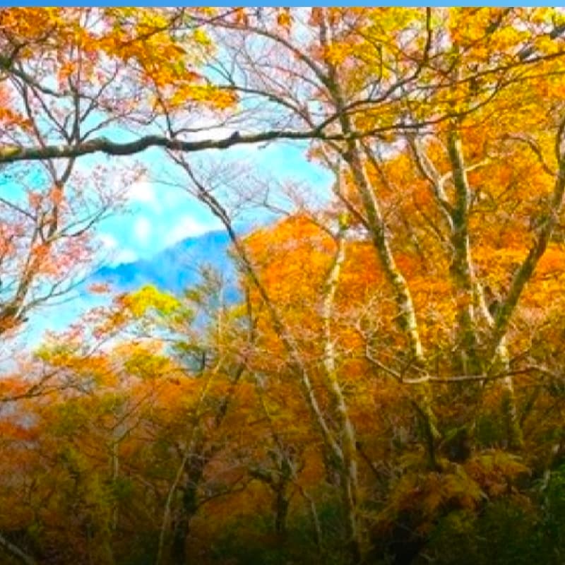 太平山山毛櫸步道1日遊