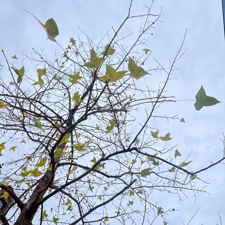 陽明山凱旋路雲森山籤