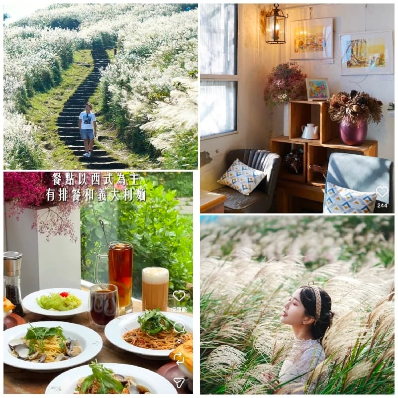 陽明秋芒🌾漫遊~白房子☕&芒草之美📸