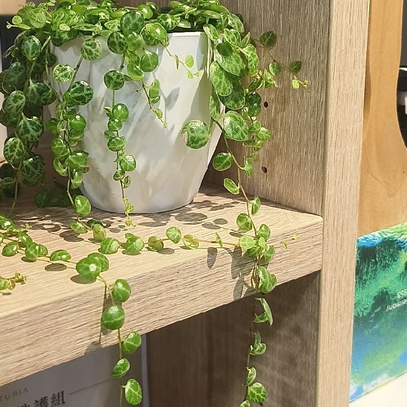 閃揪一個極為可能流局的午餐局 🤣