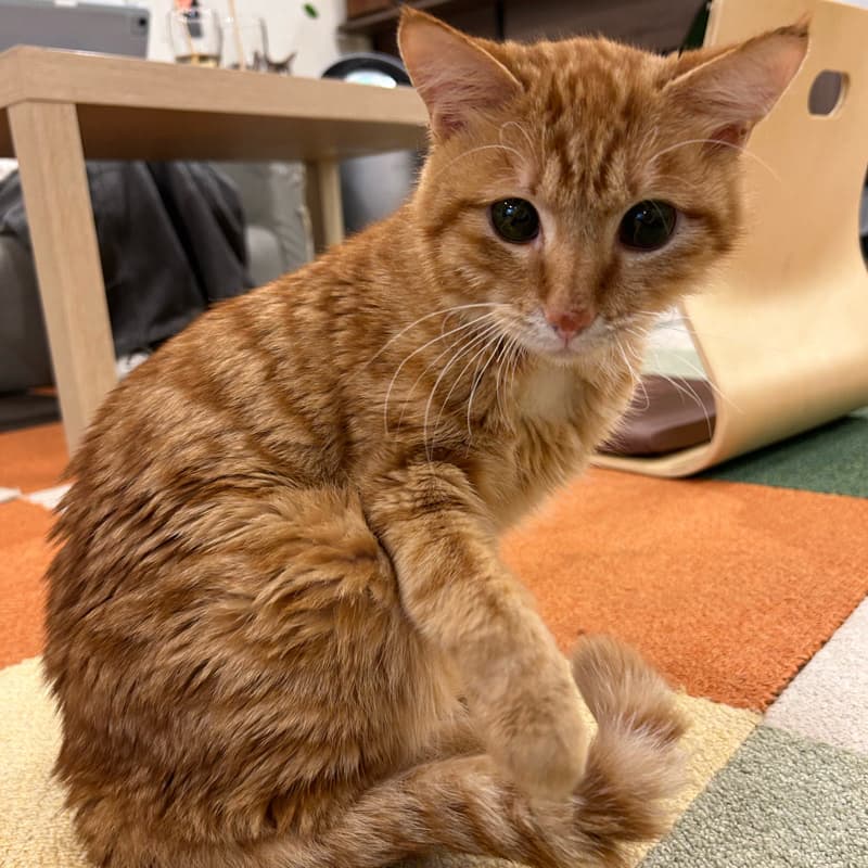 貓貓中途🐈#新手友善 #貓貓 #朵朵嚐嚐